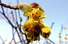 110320-tosa3.jpg(4867 byte)