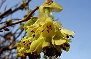 110320-tosamizuki.jpg(7121 byte)