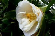 110323-yabu0tubaki.jpg(6223 byte)