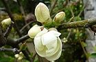 110324-boke-siro2.jpg(5403 byte)