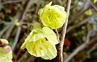 110324-hyuga4.jpg(5283 byte)
