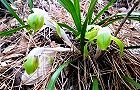 110324-syunran2.jpg(8713 byte)