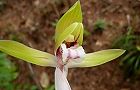 110324-syunran4.jpg(4507 byte)