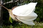 110325-kobusi.jpg(4612 byte)