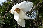 110325-kobusi2.jpg(6209 byte)