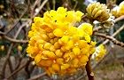 110325-mitumata.jpg(6232 byte)