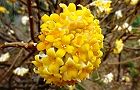 110325-mitumata2.jpg(6450 byte)