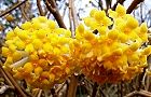 110325-mitumata3.jpg(6814 byte)
