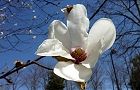 110326-kobusi.jpg(5607 byte)