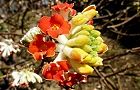 110326-mitumata2.jpg(6706 byte)
