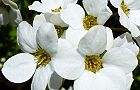 110327-yukiyanagi.jpg(5443 byte)