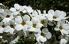 110327-yukiyanagi2.jpg(6773 byte)