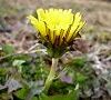 110325-tanpopo.jpg(4137 byte)
