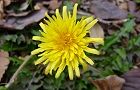 110325-tanpopo2.jpg(5741 byte)