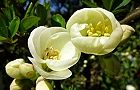 110326-boke.jpg(5928 byte)