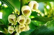 110326-hisakaki.jpg(8387 byte)