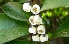110326-hisakaki2.jpg(5046 byte)