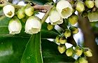 110326-hisakaki3.jpg(5893 byte)