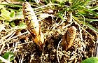 頭出すつくしんぼ。尾根緑道。'11.03.26.