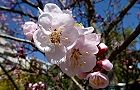 110327-anzu2.jpg(6638 byte)