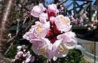 110327-anzu3.jpg(7159 byte)