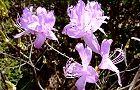 110327-tutuji.jpg(7788 byte)