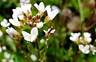 110328-tanetuke.jpg(5926 byte)