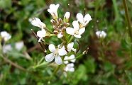 110328-tanetuke2.jpg(7929 byte)