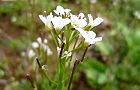 110328-tanetuke3.jpg(4747 byte)