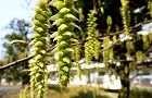 110330-kumaside2.jpg(6668 byte)