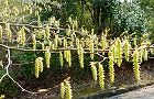 110330-kumaside3.jpg(7893 byte)