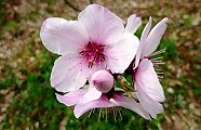 110331-a-mondo.jpg(8568 byte)