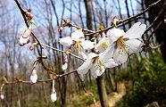 110331-mamesakura.jpg(9902 byte)