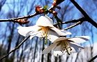 110331-mamesakura2.jpg(6482 byte)
