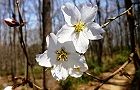 110331-mamesakura4.jpg(6089 byte)