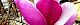 110331-mokuren-s.jpg(1712 byte)
