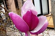 110331-mokuren.jpg(9355 byte)