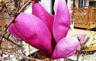 110331-mokuren3.jpg(7099 byte)