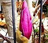 110331-mokuren4.jpg(5693 byte)