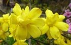 110331-oubai2.jpg(4859 byte)