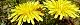 110331-tanpopo-s.jpg(1880 byte)