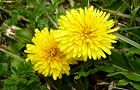 110331-tanpopo2.jpg(6146 byte)