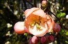 110401-boke.jpg(5272 byte)