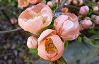 110401-boke2.jpg(5058 byte)