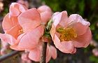 110401-boke3.jpg(4833 byte)
