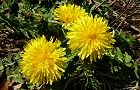 110401-seiyou.jpg(7434 byte)