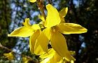 110401-sina.jpg(5688 byte)