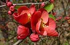 110404-boke.jpg(5625 byte)