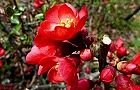 110404-boke3.jpg(6492 byte)