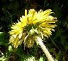 110406-seiyou3.jpg(4902 byte)
